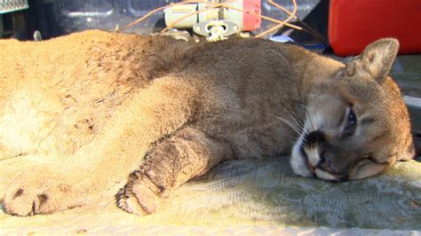 victoria city employee who decapitated cougar fired ctv news