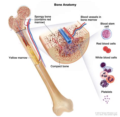 Chronic Myelogenous Leukemia Treatment Pdq Cure Today