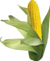 corn png free download 8 | PNG Images Download | corn png free download 8 pictures Download ...