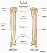 Tibial Anatomy