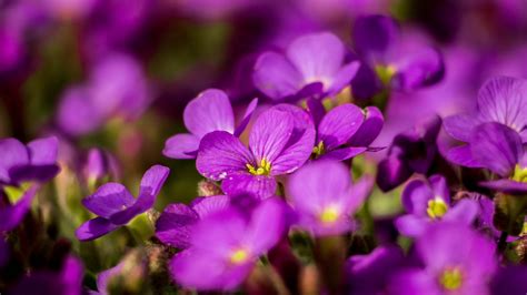 Aubrieta Purple Petal Flower Plant 4k 5k Hd Flowers Wallpapers Hd