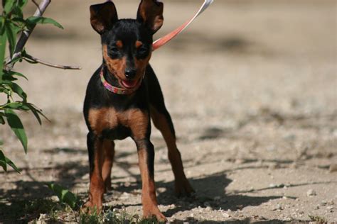 Bonellis Miniature Pinschers Miniature Pinscher Breeder Littlerock