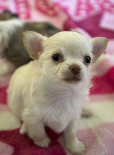 Chihuahua Wiki 🐶 Perro World 🐶 Amino
