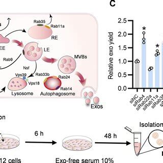 Knockdown Of Rab Effectively Increases Exosome Secretion A Schematic
