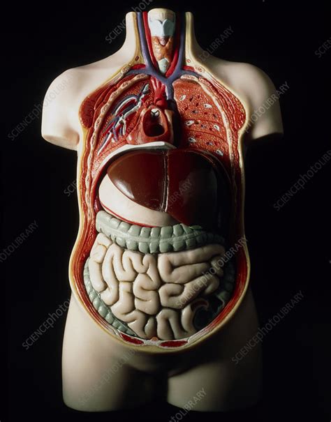 Accompanying symptoms and the location of the pain can help a doctor diagnose the cause. Model of human torso showing internal organs - Stock Image - P880/0022 - Science Photo Library