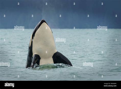 Biggs Killer Whale T046b Orcinus Orca Spy Hopping In Knight Inlet