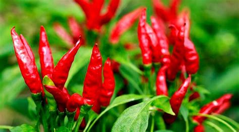 Fighting Cancer Pepper Plant Found To Have Anti Cancer Properties Health News The Indian