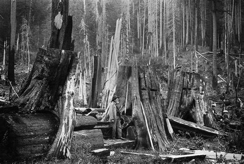 Washington Lumbering Photograph By Granger Fine Art America