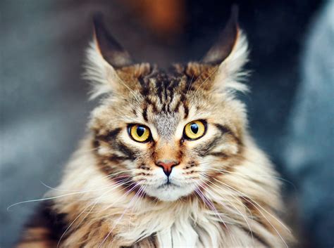 In fact, the title for the longest cat in the 2010 guinness world records was held by a cat of this breed. Siete vidas tiene un gato: Gato Maine Coon