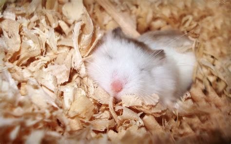 Dwarf Hamster White Roborovski By Miek5 On Deviantart