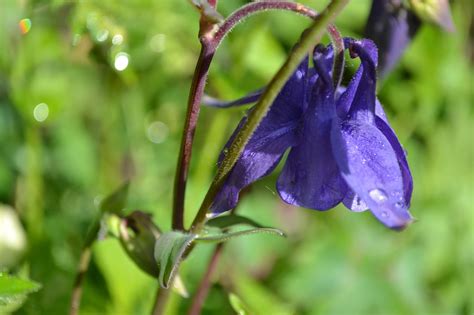 Columbine Aquilegia Flor Foto Gratuita No Pixabay Pixabay