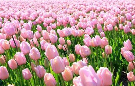 Top 101 Hình Nền Hoa Tulip đẹp Nhất Dùng Cho Máy Tính điện Thoại