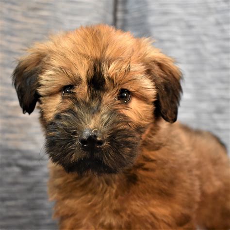 Wheaten Terrier, Soft Coated (F) My Name Is Wendy (Adopted to loving ...