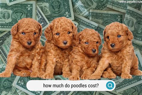 How Much Do Standard Poodles Puppies Cost