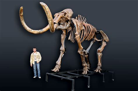 Russian Woolly Mammoth Skeleton Mammuthus Primigenius Photos