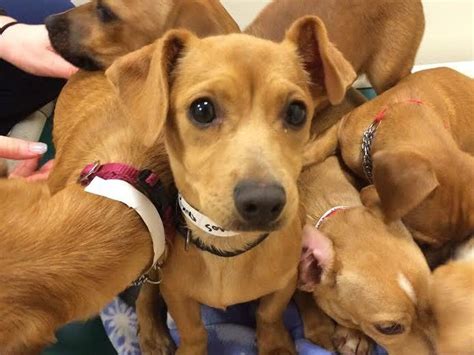Humane Society For Southwest Washington Offers Summer Dog Adoption