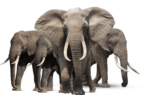 Collection Of Hq Elephant Png Pluspng
