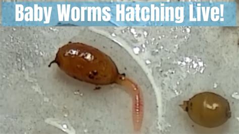What Do Baby Worms Look Like Katynel