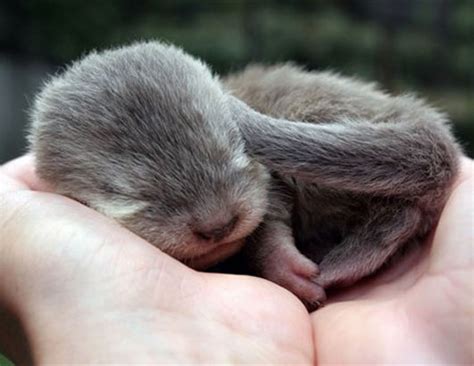 Baby Otters One Of The Cutest Creatures On Land And Sea Baby Animal Zoo