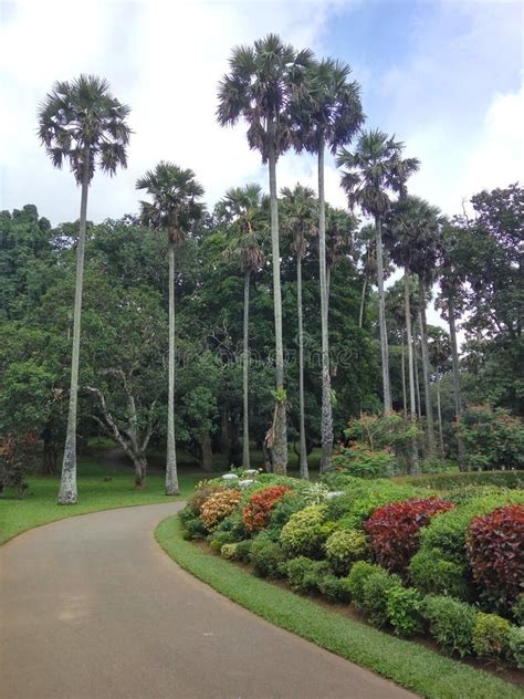 Royal Botanical Gardens Peradeniya Stock Photo Image Of Trees