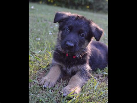 Appleridge German Shepherds German Shepherd Dog Puppies For Sale