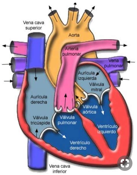Anatomía Del Aparato Circulatorio Heart Diagram Medical Technology
