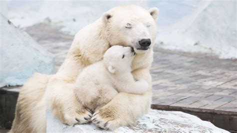 Child Bear Sleeping And Hug With Mother Hd Wallpapers