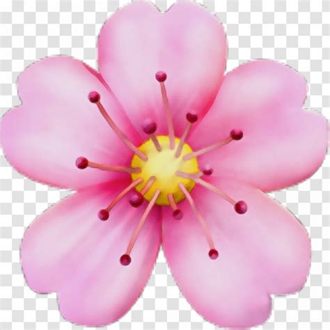 Cherry Blossom Cartoon Perennial Plant Rosa Rubiginosa Transparent Png