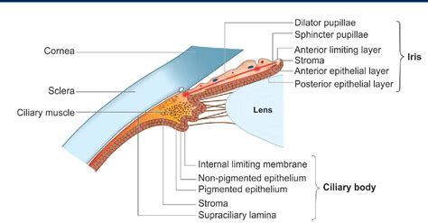 Anatomy Of Iris And Ciliary Body An Eye Care Blog