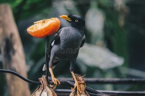 Check spelling or type a new query. Two Javan Myna BirdsAcridotheres Javanicus, On A Footpath In Singapore Stock Photo - Image of ...