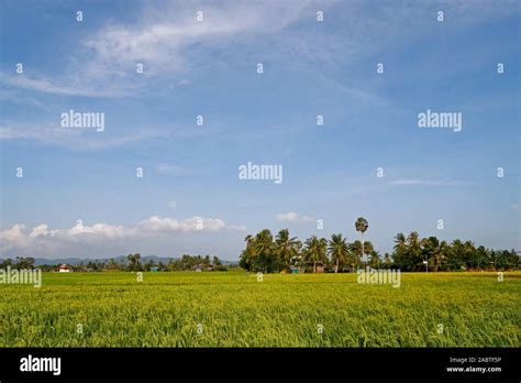 Rice Field Coconut Trees And Cambodian Farm Kep Cambodia Stock Photo
