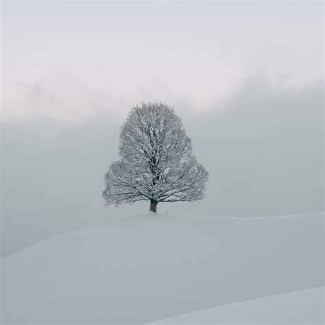 White Tree Snow Wallpapers Top Free White Tree Snow Backgrounds