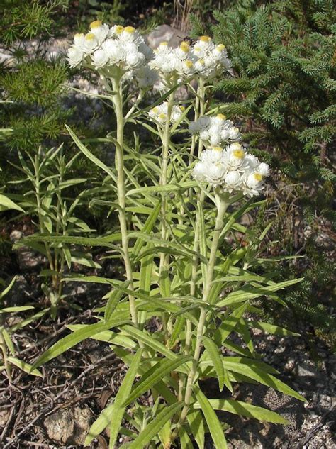 Pearly Everlasting The Edible And Medicinal Plants Of The Pacific