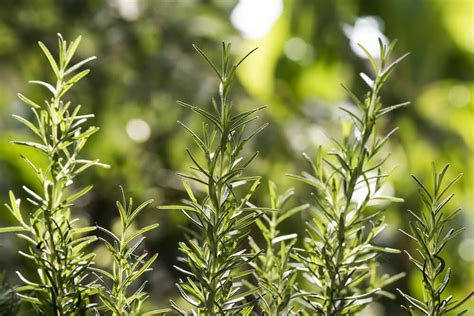 Growing Rosemary In India Growing Herbs