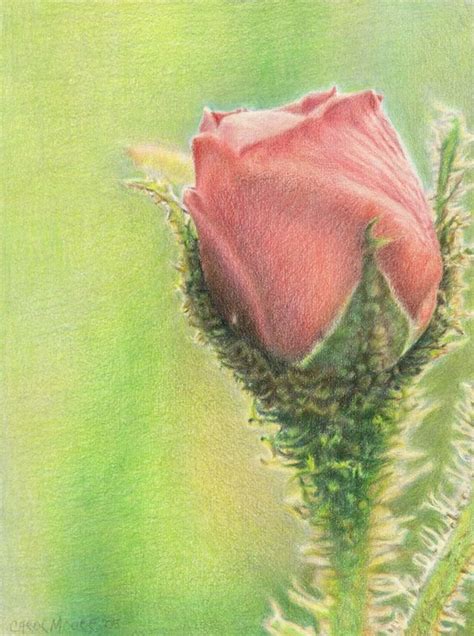 Colored Pencil Drawing Colored Pencil Artwork Pencil Painting