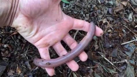Giant African Earthworm Youtube