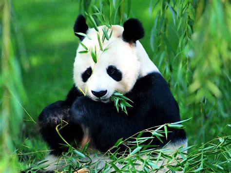 The Food Pandas Eat Panda Features