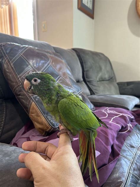 Beautiful Baby Male Blue Crown Conure