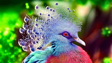 Top 102 Beautiful Wallpaper Birds Images