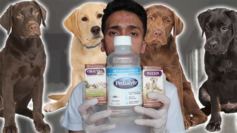 No, cats can not get canine parvo. Parvo Treatment at Home for Dogs / Puppies with Parvovirus ...
