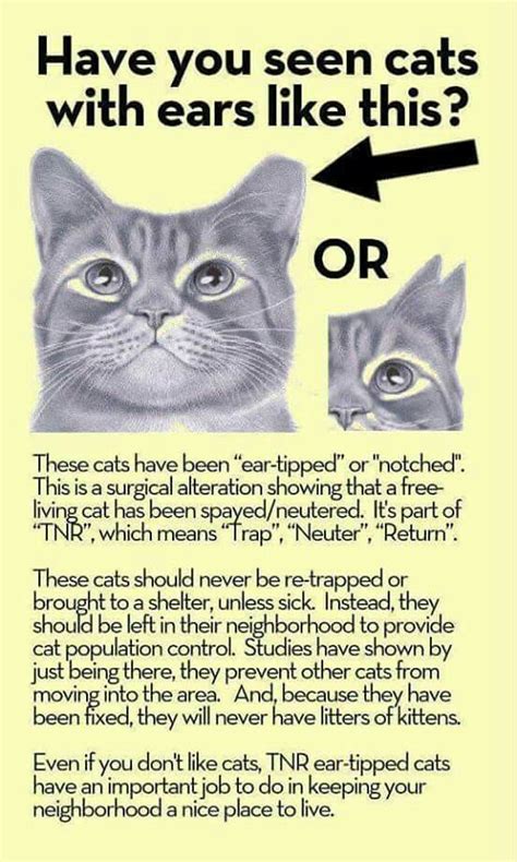 Tnr Ear Tip Poster Feral Cats Cats Tnr Cats