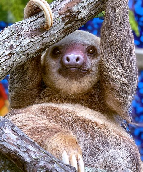 What Is The Skeleton Of A Sloth Like What Are Their Claws Made Of Sloco