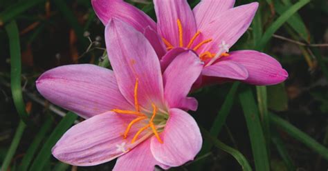 Plant Spring Bulbs For Upcoming Summer And Fall Beauty