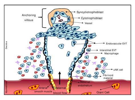 Control Of Human Trophoblast Function Reproductive Biology And