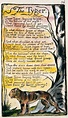 awesome William Blake's The Tyger. So special, this is... Best Quotes ...