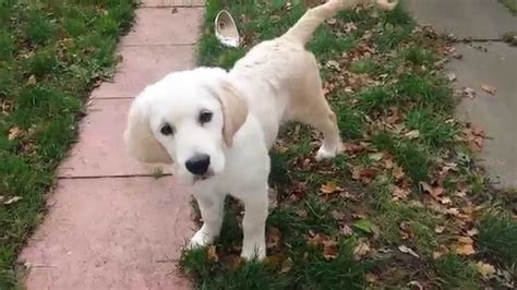 15 Week Old Golden Retriever Puppy Life Youtube