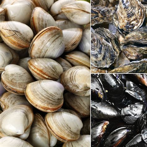 Your Ultimate Guide To Navigating The Seafood Counter Mussels