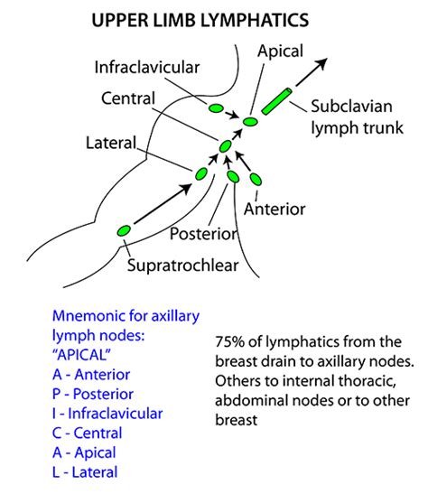 Axillary Lymph Nodes Group Taniyaminschroeder