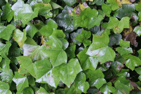 How To Grow And Maintain Ground Cover Such As Ivy Mr Digwells Guide
