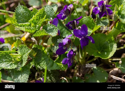 Wild Violets Viola Odorata Have Heart Shaped Leaves With Purple Blue